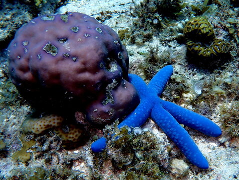 Philippines sea life