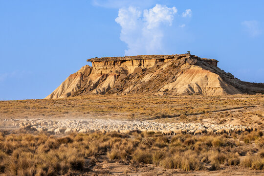 Troupeau de moutons dans le d&eacute;sert des Bardenas Reales en Espagne