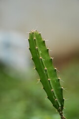 cactus close up © Sam