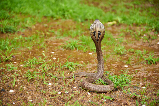 indian cobra  in the grass