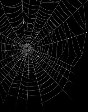 Realistic spider web overlay on black background, detailed cobweb texture with white silk threads for Halloween design, horror poster, spooky decoration or graphic composition.