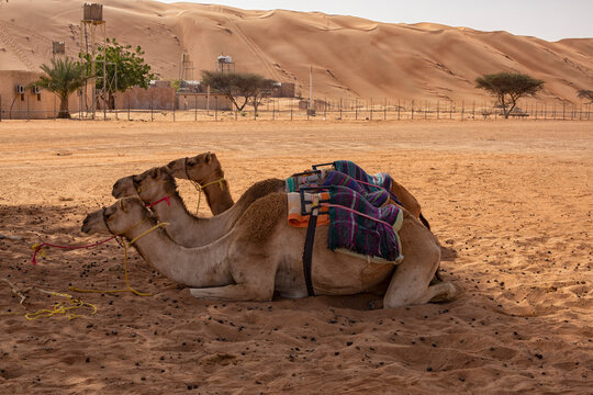 Three camels in the shade