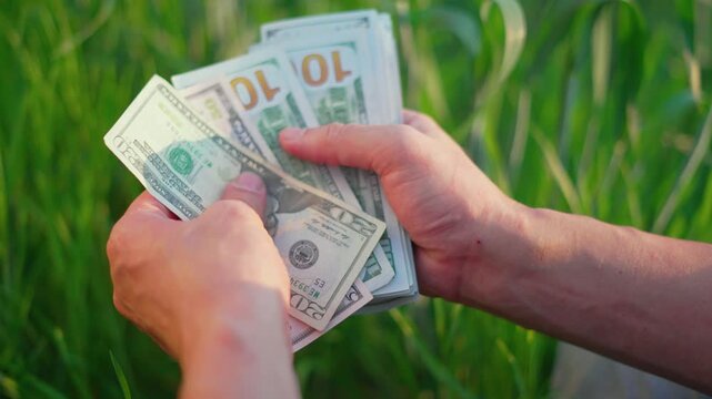 Hands counting dollar cash money in green wheat field. Farmer holds stack of dollar bills counting agriculture income. Close up of money and banknotes in crop field. Farmer counts profit from harvest.
