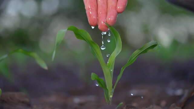 Hand waters young corn seedling growing in soil. Water drops fall from careful hand onto green leaves of small plant. Farmer nurtures crop sprout in fertile field. Water droplets splash on corn plant.