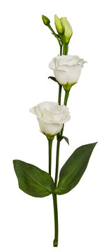 White eustoma flowers and buds isolated on white or transparent background
