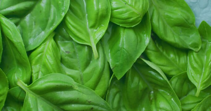 Green basil leaves. Basil leaves sprinkled with water. Organic cooking seasonings using herbs. Wet leaves.