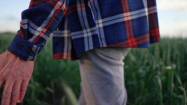 Farmer hand touching green wheat ears walking through field at sunset. Calm farmer walks slowly through crop plants. Hand slides over wheat stalks. Agriculture and farming concept in growing field.