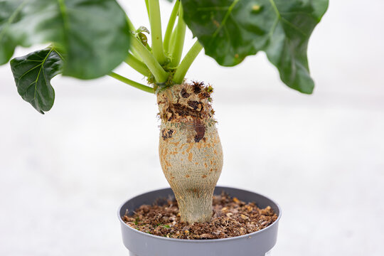 Close-up view of the swollen caudex of a potted Jatropha podagrica plant with lush green leaves. Great for botany, indoor plant care, exotic succulents, and houseplant collection topics.