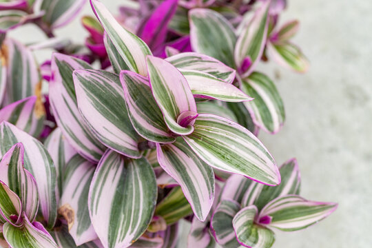 High-angle shot of Tradescantia albiflora Nanouk (Fantasy Venice). Features beautiful variegated pink, green, and white striped leaves. Perfect for indoor plant and botanical background design.