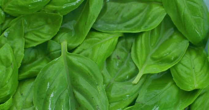 Green basil leaves. Basil leaves sprinkled with water. Organic cooking seasonings using herbs. Wet leaves.