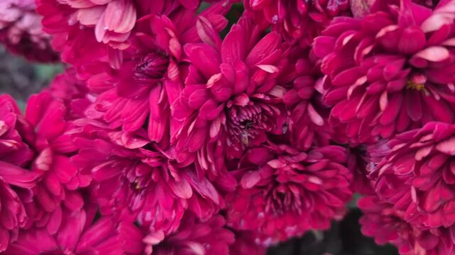 Flowers, magenta, chrysanthemum close up detail shot of beautiful deep pink blooming petals in a fall garden setting