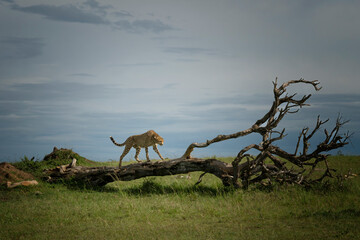 Leopard stealthily walking in the tall grass of the savannah during a hunt in Masai Mara National Reserve, Kenya © Salem