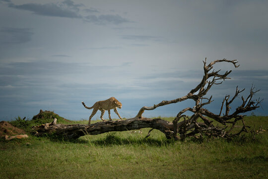 Leopard stealthily walking in the tall grass of the savannah during a hunt in Masai Mara National Reserve, Kenya