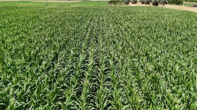 Aerial Flyover Lush Green Corn Field Rows Bodrum Turkey 4K