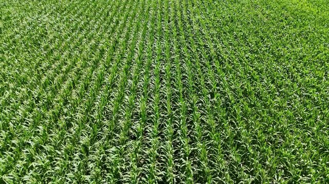 Aerial Flyover Lush Green Corn Field Rows Summer 4K