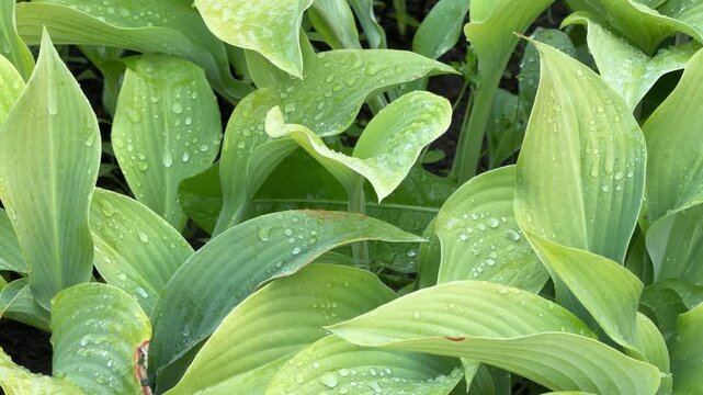 Glistening hosta leaves with water droplets: detailed texture of Hosta sieboldiana foliage.