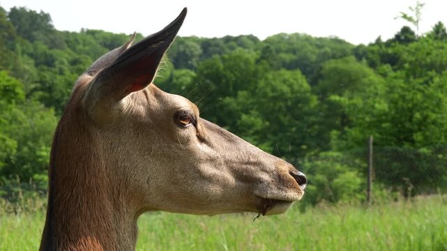 portrait of a deer