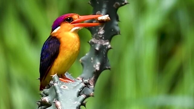 ODKF also known as black backed dwarf Kingfishers with Prey in forest