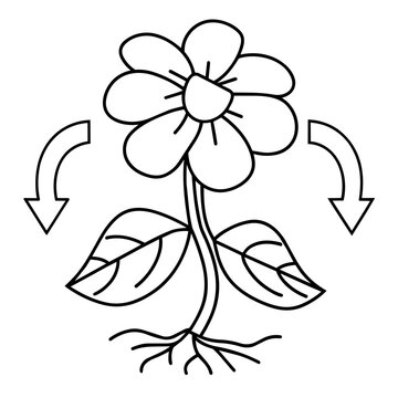 growth mindset lineart seed to flower transformation with arrows persona hand drawn black and white outline