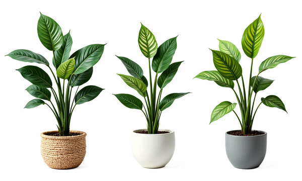 Prayer Plant (Calathea orbifolia) Large, round green leaves with striking light green stripes and a velvety texture displayed in