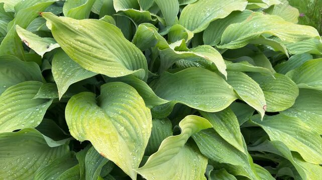 Dynamic close-up of plantain lily leaves: sequence-friendly frames of Hosta texture and natural veins.