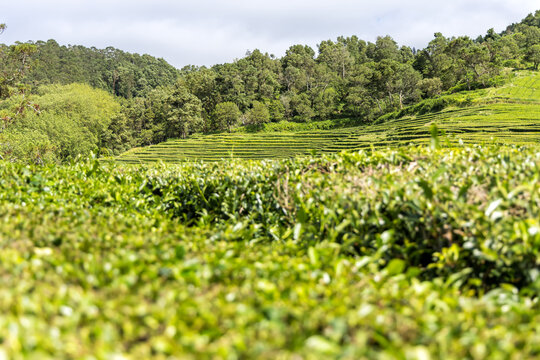 Azores Gorreana tea plantation landscape nature on Sao Miguel island in Portugal