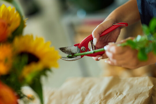 Florist Trimming Sunflower Stem With Red Pruning Shears Preparing Bouquet In Workshop