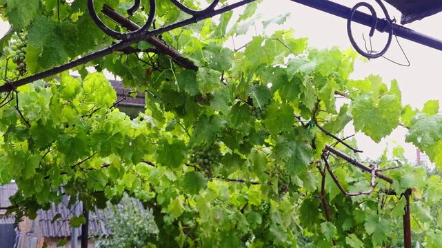 Close-up view of a grape vine with water droplets on its leaves and unripe green grapes during a rainfall