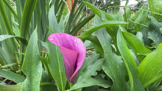 Dynamic Zantedeschia rehmannii: vivid pink calla lily with dewy green foliage and natural motion flow.
