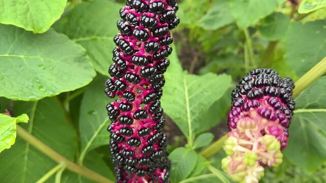 Dynamic Phytolacca americana: glossy black berries on magenta racemes with dewy foliage and subtle motion.