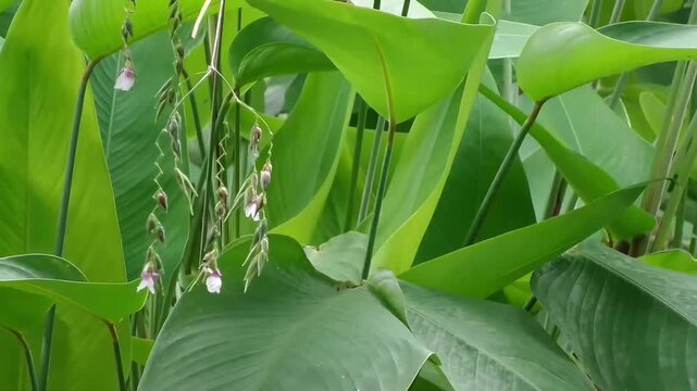 A horizontal fixed shot of purple alligator flag flower clusters hanging down gracefully from zig-zag stems, surrounded by dense and large vibrant green tropical leaves.