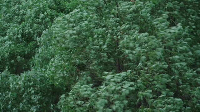 Summer Gale Blowing Tree Leaves Before Storm 4K