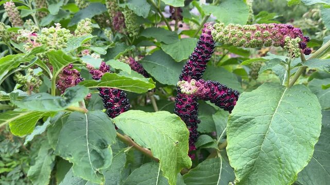Dynamic Phytolacca americana: vivid magenta racemes with glossy black berries and textured foliage in motion.
