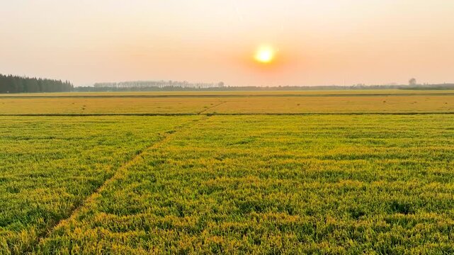 Golden Rice Fields At Sunset Autumn 4K Aerial