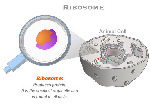 Ribosomes are found in all living cells, diagram. Functions and location within the cell. Cell organelles. Biology, illustration vector
