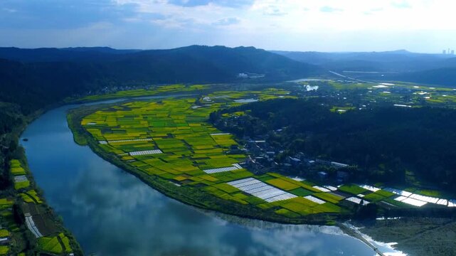 Rural Farmland Golden Rapeseed Fields 4K Aerial
