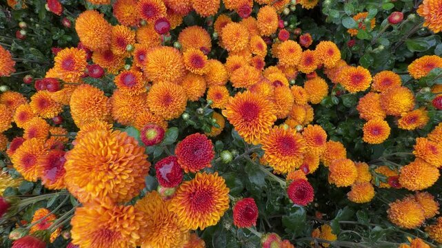 Dynamic Chrysanthemum x morifolium: vibrant orange-red blooms with layered petals and glossy foliage in motion.
