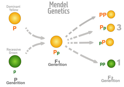 Mendel genetics. Mendelian law, segregation genes. Dominance, uniformity. First, second generation rates,  dominant, recessive parent peas, different colors, yellow green. Not AI. Vector illustration