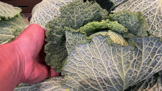 Hand lifting and inspecting fresh Savoy cabbage on a vegetable display