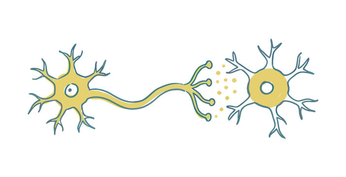 Illustration of two neurons connected by a synapse transmitting signals.
