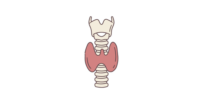 Detailed illustration of human thyroid gland anatomy with trachea and larynx.
