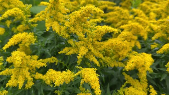 Dynamic Solidago canadensis: dense golden-yellow panicles with lanceolate foliage in natural sway.