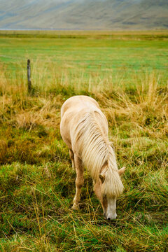 A light-colored horse grazing in a pasture in Iceland