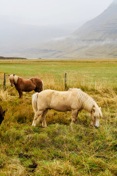 Horses grazing in a grassy field with mountains