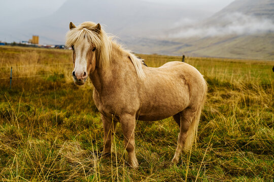 A light brown horse stands in a grassy pasture