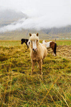 Horses grazing in a foggy grassy pasture