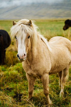 A light-colored horse stands in a grassy pasture