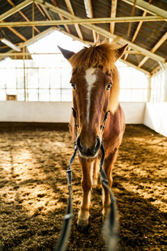 A brown horse stands inside an equestrian training barn