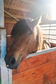 Brown horse peeks over wooden stall door inside stable in Iceland