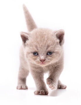 Adorable lilac British Shorthair kitten walking forward isolated on white background